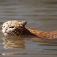Angry Hurricane Harvey Cat
