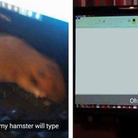 I Wonder What My Hamster Will Type