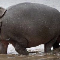 Lookin' Like A Snack