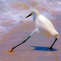 The Razzle Dazzle Bird