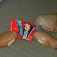 Isopod meme example.