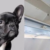 2018 United Airlines Dog Death Controversy