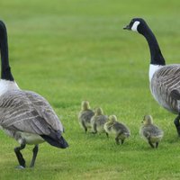 two geese and their baby chicks