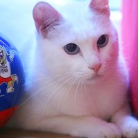 Achilles the Psychic Cat Achilles the Psychic Cat