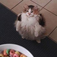 Cats Wanting Fruit Loops