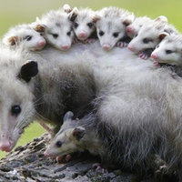 Possums