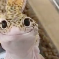 Polite Lizard