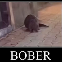What Does Kurwa Bóbr Mean? Polish Beaver Video Memes Explained | Know ...