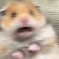 Scared Hamster
