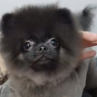 Dancing Dog Gets Haircut