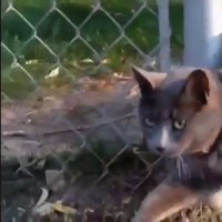 Collective Poetry / Collective Soul's Shine