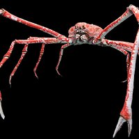 Reginald arachnid spider crab