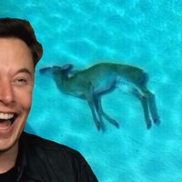 Elon Musk Laughing at Dead Deer Elon Musk laughing in front of a picture of a dead deer at the bottom of a pool