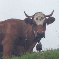 Skull Cow Isn't Real, It Can't Hurt You