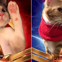 Captain Marvel Cats