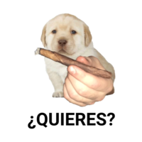 ¿Quieres? puppy offering you a joint in spanish