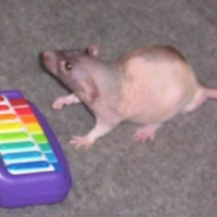 Neil Banging Out the Tunes