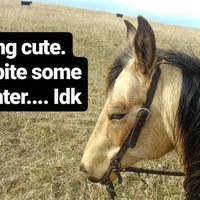 Feeling Cute Challenge