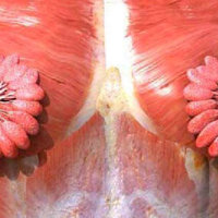 What Breast Milk Ducts Look Like