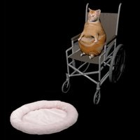 Wheelchair Cat