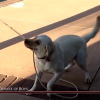 Bark Souls / Dark Souls IRL Edits