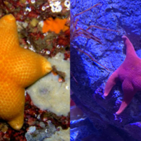 Thicc Starfish