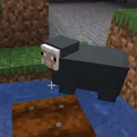 Water Sheep
