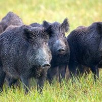 30-50 Feral Hogs