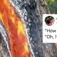 Tree Struck by Lightning