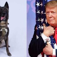 Conan the al-Baghdadi Raid Dog