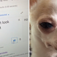 Reassuring Google Translate