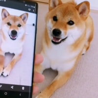 Shiba Inu copying poses from phone