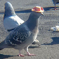 Pigeons Wearing Hats