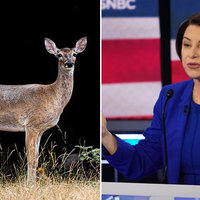 Uncle Dick in the Deer Stand a deer on the left and amy klobuchar on the right.
Article explains Amy Klobuchar's use of the phrase "uncle dick in the deer stand" at the democratic presidential primary debate on february 25th, 2020