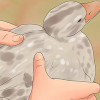 Wikihow drawing of grey duck being held by human hands.