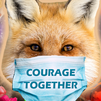 Quinn The Quarantine Fox