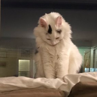 #CatsJudgingKellyanne