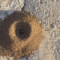 A Group Where We All Pretend to Be Ants in an Ant Colony