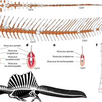 Spinosaurus Tail Diagram of the skeleton of a swimming dinosaur Spinosaurus | Musculus spinalis Musculus longissimus Musculus caudofemoralis Musculus i I Oischiocaudalis ca4 Cal 5 ca15 ca31 Musculus spinalis Musculus longissimus Musculus ilio-ischiocaudalis