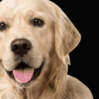 Sunkist the Perfect Dog Dog from Half Life Alyx which became a meme.