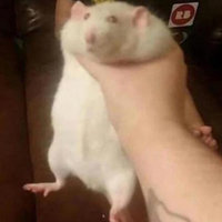 Fat Rat Being Grabbed