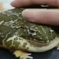 Mmmm Myes Pet Froge