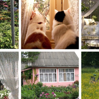 Cottagecore Aesthetic collage | garden, flowers, cats, tiled roof, comfy bed