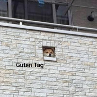 Shiba Inu poking its head out from a brick wall on a balcony with the caption "Guten Tag"
Guten Tag Dog meme