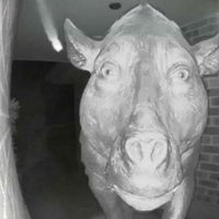 Daeodon at the Door Daeodon at the Door