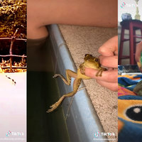 frogs frog tiktok pepe phrog lgbtq+ dance dank deeptok deep tiktok alttiktok