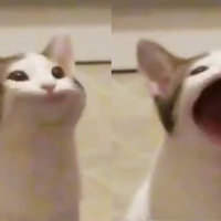 Pop Cat - 2 pics of Oatmeal the cat with mouth closed and popped open side-by-side