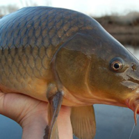 Hand holding up a carp fish