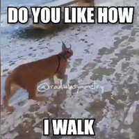Big Floppa the caracal and the caption DO YOU LIKE HOW I WALK