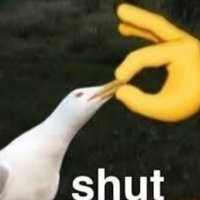 Shut Seagull